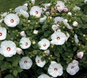 hibiscus