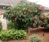 horsechestnut-fort-mcnair-monrovia-1