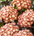 hortensia-light-my-fire
