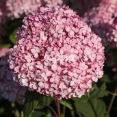 hydrangea-arborescens-magical-pinkerbell-kolpinbel-pbr--1204-1-p