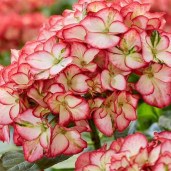 hydrangea-macrophylla-beauty-of-boskoop-01