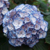 hydrangea-macrophylla-charming-sophia-blue-01
