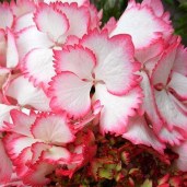 hydrangea-macrophylla-cocktail-01