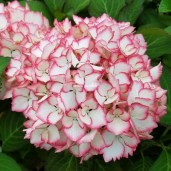 hydrangea-macrophylla-cocktail-4