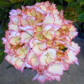 hydrangea-macrophylla-cocktail-h--174-p