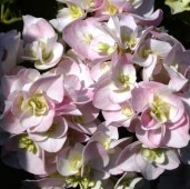 hydrangea-macrophylla-domotoi-808-p8