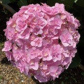 hydrangea-macrophylla-doppio-nuvola-kaho-pbr--1450-p