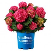 hydrangea-macrophylla-endless-summer-summer-crush-02