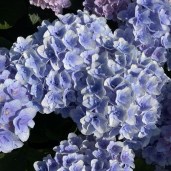 hydrangea-macrophylla-florentina-blue-h217902-1706-p