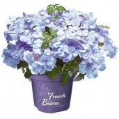 hydrangea-macrophylla-french-bolero-blue-02