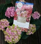 hydrangea-macrophylla-magical-revolution-rose-hydr