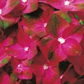 hydrangea-macrophylla-magical-sapphire