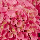 hydrangea-macrophylla-saxon-style-pink-01