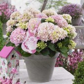 hydrangea-macrophylla-soft-pink-salsa-01