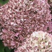 hydrangea-pandora-1594844433-1_l