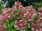 hydrangea-paniculata-dharuma-7-scaled