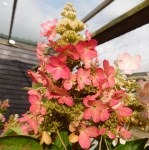 hydrangea-paniculata-magical-vesuvio-kolmavesu-pbr--148-1-p