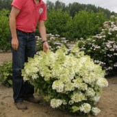 hydrangea-paniculata-metelchataya-bobo-3817-B