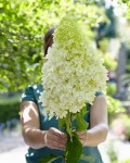 hydrangea-skyfall-6