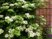 hydrangea_anomala_ssp._petiolaris._gortenziya_chereshkovaya_2