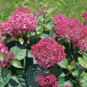 hydrangea_arborescens_invincibelle_garnetta_dsc06737