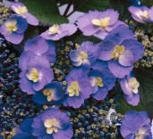 hydrangea_blueberry_cheesecake_53