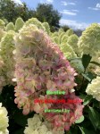 hydrangea_bonfire_3420_03_summer4