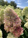 hydrangea_bonfire_3420_03_summer9