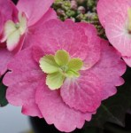 hydrangea_cotton_candy_5