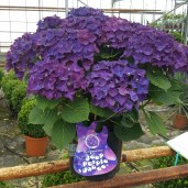 hydrangea_deep_purple_dance_5_litre_1_