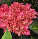 hydrangea_macrophylla_Beauty_of_boskoop111-600x711