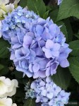 hydrangea_macrophylla_endless_summer_original_2