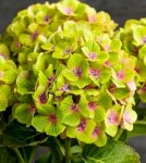 hydrangea_magical_green_delight.-landscape.700x0