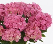 ikonaHydrangea