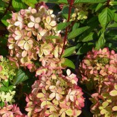 images-cms-image-000038667