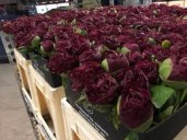 images19