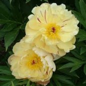 images25