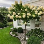 images42