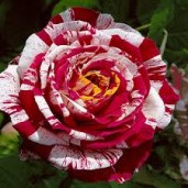 images4