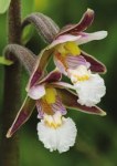 images51