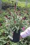 images7