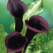 images8