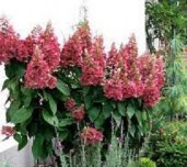 images94
