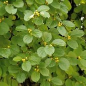 images9