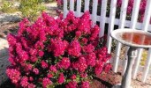 images9