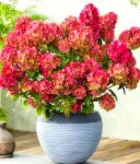 img_20220210_113628-570x663