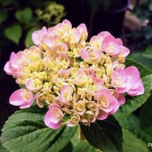 img_20240831_031942
