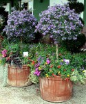 img_8658_lycianthes-rantonn