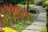 imperata-cilindricheskaya-1