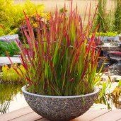 imperata_red_baron_3